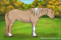 Horse Color:Red Dun Tobiano 