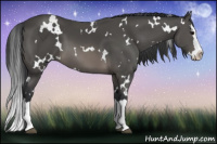 Horse Color:White Spotted Brown Splash 
