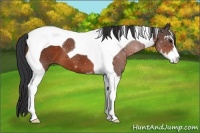 Horse Color:Bay Sabino Tobiano 