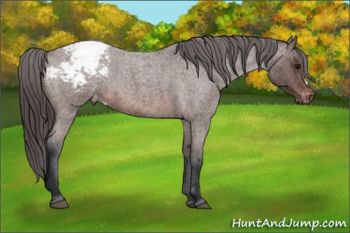 Horse Color: Unknown 