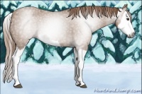 Horse Color:Gray Chestnut Splash Appaloosa 