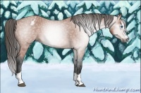 Horse Color:Gray Bay Splash Appaloosa 