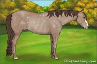 Horse Color:Classic Champagne Rabicano 
