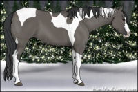 Horse Color:Grullo Splash Tobiano 