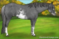 Horse Color:White Spotted Blue Roan Splash Frame Appaloosa 