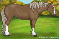Horse Color:Chocolate Palomino 