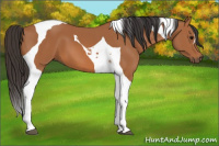 Horse Color:Bay Tobiano 