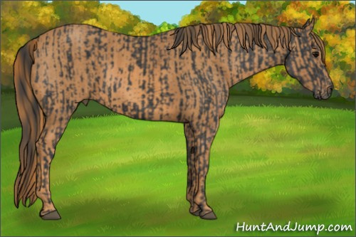 Horse Color: Brown Rabicano  Brindle