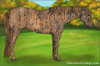 Horse Color:Brown Rabicano Brindle