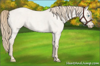 Horse Color:Smoky Creme Roan Dun 