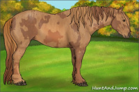 Horse Color:Chestnut  Brindle