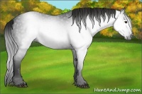 Horse Color:Gray Black 
