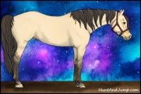 Horse Color:Buckskin Dun 
