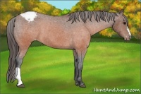 Horse Color:Brown Appaloosa 
