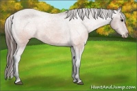 Horse Color:Brown Snowcap 