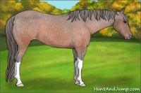 Horse Color:Brown Snowcap 