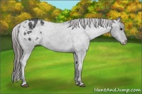 Horse Color:Blue Roan Blanket 