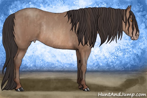 Horse Color: Sable Champagne Rabicano  Brindle