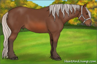 Horse Color:Silver Bay 