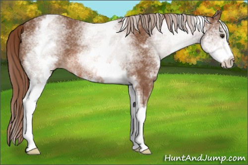 Horse Color: Unknown 