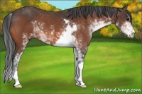 Horse Color:Bay Sabino 