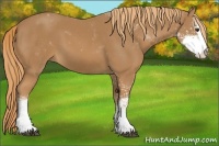 Horse Color:Chestnut Sabino