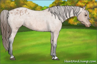Horse Color:Bay Roan Appaloosa 