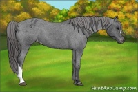 Horse Color:Black Appaloosa 
