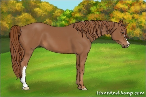 Horse Color: Chestnut 