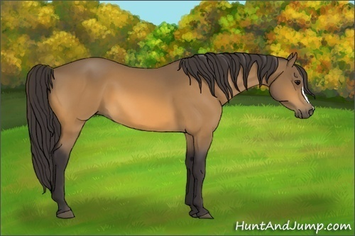 Horse Color: Buckskin 