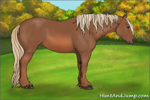 Horse Color: Chestnut 