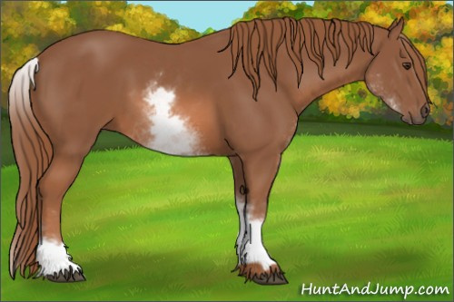 Horse Color: Unknown 