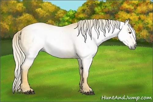 Horse Color:Gray Palomino Dun