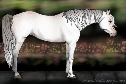 Horse Color:Gray Bay Blanket 