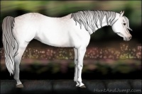 Horse Color:Gray Bay Blanket 