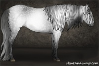 Horse Color:Gray Blue Roan 
