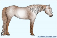 Horse Color:Gray Chestnut 