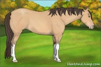 Horse Color:Amber Champagne 