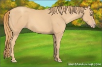 Horse Color:Gold Champagne 