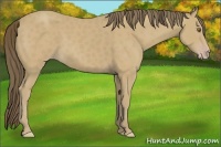 Horse Color:Classic Cream Champagne 