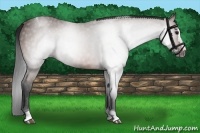 Horse Color:Gray Bay Splash Tobiano