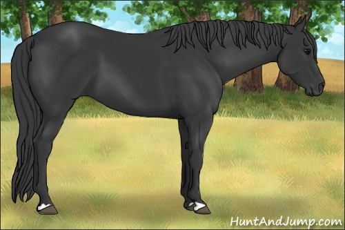 Horse Color: Black 