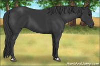 Horse Color:Black 
