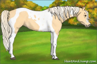 Horse Color:Palomino Tobiano 