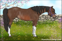 Horse Color:Bay Rabicano