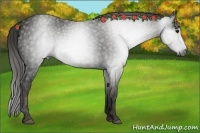 Horse Color:Gray Black  Brindle