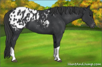 Horse Color:Black Tobiano Appaloosa 