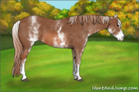 Horse Color:White Spotted Chestnut Sabino
