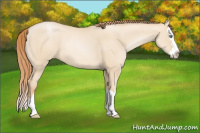 Horse Color:Smoky Grullo Pearl Sabino Splash