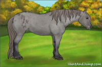 Horse Color:Grullo Blanket 